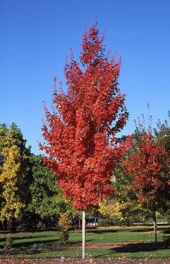 Armstrong Red Maple